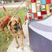 Sam checks out the new mural in Allmendinger Park on Sunday. Daniel Brenner I AnnArbor.com